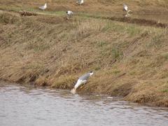 Larus