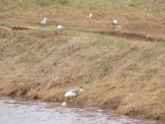 Larus