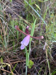 Cleistesiopsis