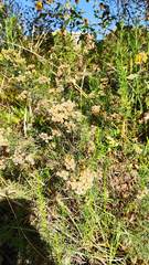 Baccharis boliviensis