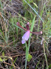 Cleistesiopsis