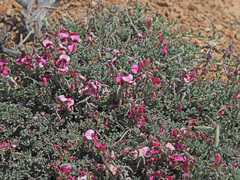 Indigofera complicata