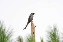 Dicrurus leucophaeus mouhoti