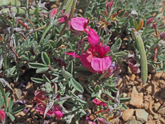 Indigofera complicata