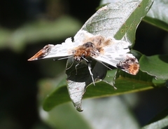 Netrobalane canopus