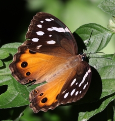 Paralethe dendrophilus