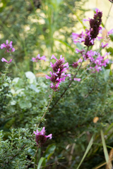 Syncolostemon densiflorus