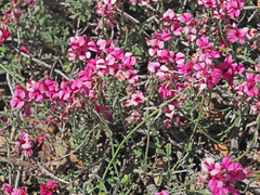 Indigofera complicata