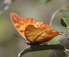 Polyura zoolina
