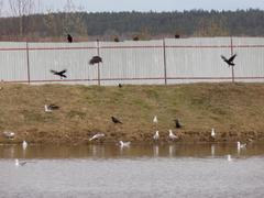 Milvus migrans
