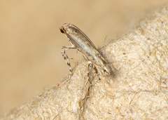 Epicephala lanceolaria