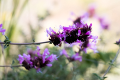 Syncolostemon densiflorus