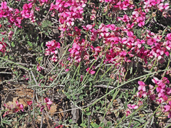 Indigofera complicata