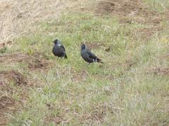 Corvus monedula