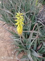 Aloe vera