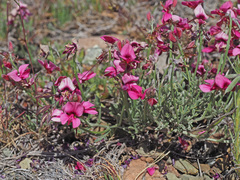 Indigofera complicata