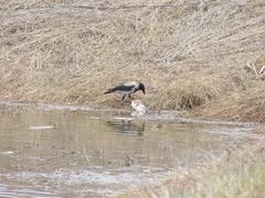 Corvus cornix