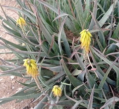 Aloe vera