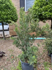 Podocarpus
