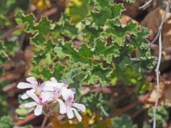 Pelargonium nanum