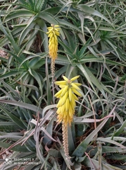 Aloe vera
