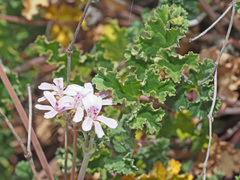 Pelargonium nanum
