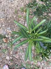 Podocarpus