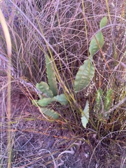 Tritoniopsis flexuosa