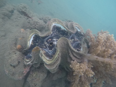 Tridacninae