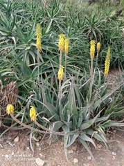 Aloe vera