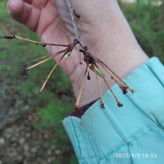 Malus baccata