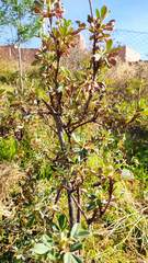 Polylepis tomentella