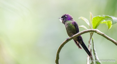 Ramphomicron microrhynchum