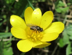 Cheilosia bergenstammi