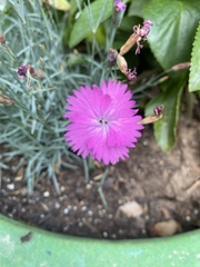 Dianthus