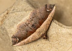 Eugnathia lunifera