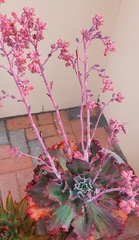 Gibbiflorae