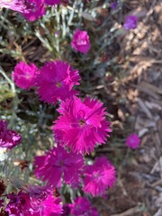 Dianthus