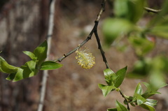 Salix sinica