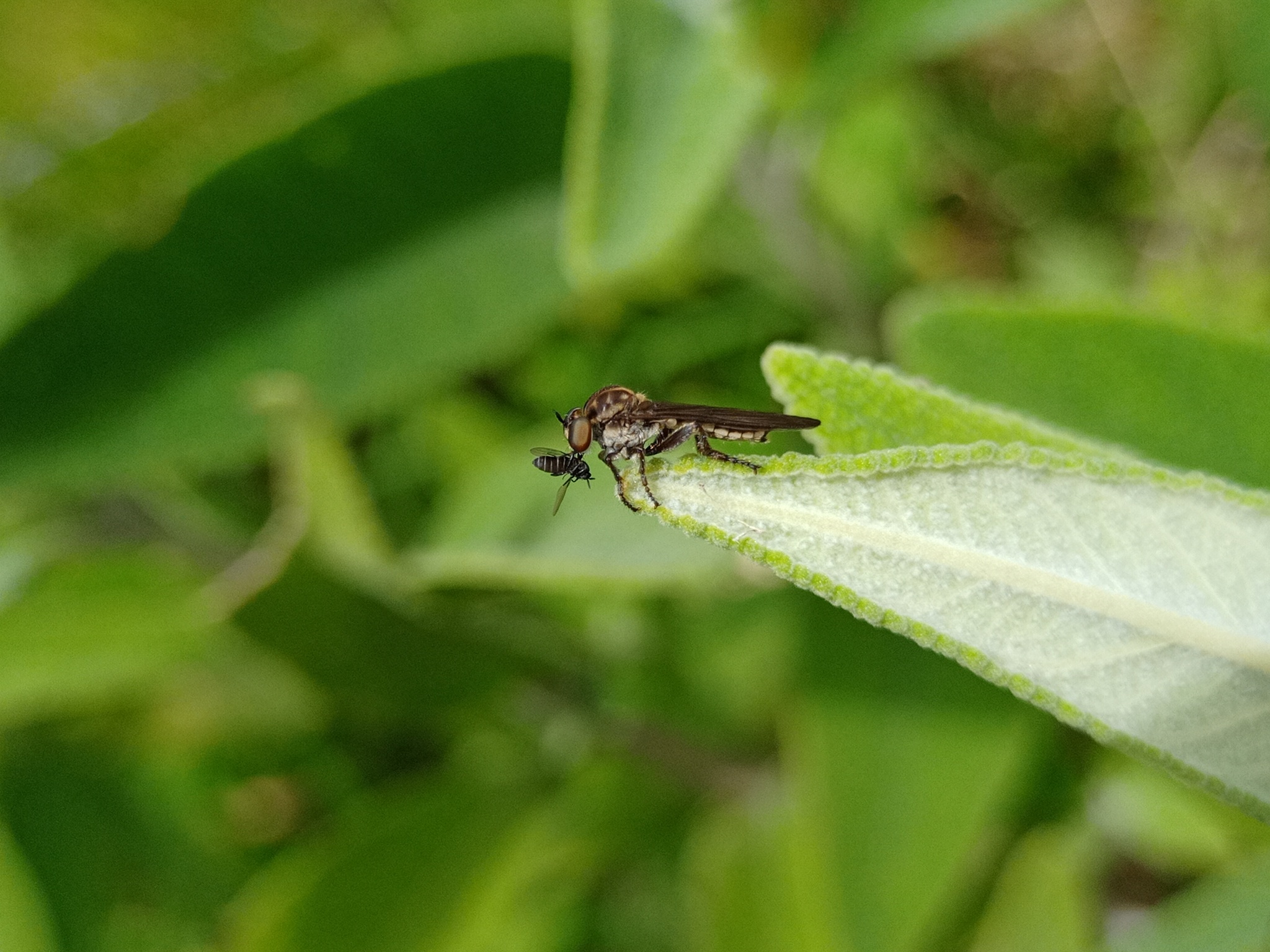 Holcocephala peruviana image