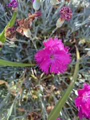 Dianthus