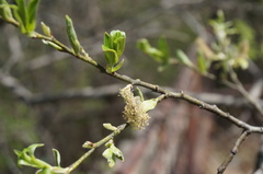 Salix sinica