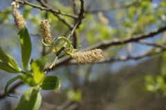 Salix sinica
