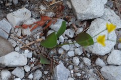 Eriospermum schlechteri