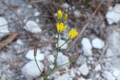 Eriospermum schlechteri