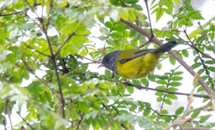 Cnemoscopus rubrirostris