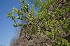 Salix sinica
