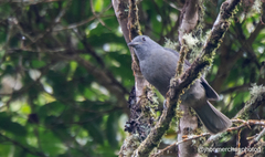 Lipaugus fuscocinereus