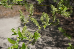 Salix sinica