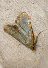 Hypsopygia nonusalis